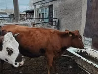 Cow, Cattle — photo 2
