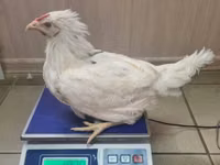 Chickens — الصورة 6
