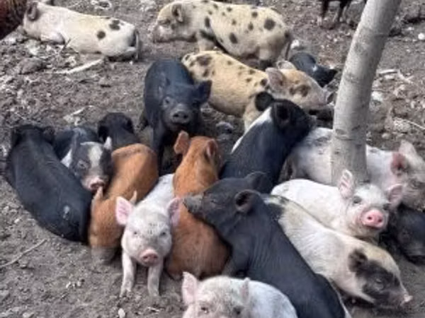 Säue, Schweine