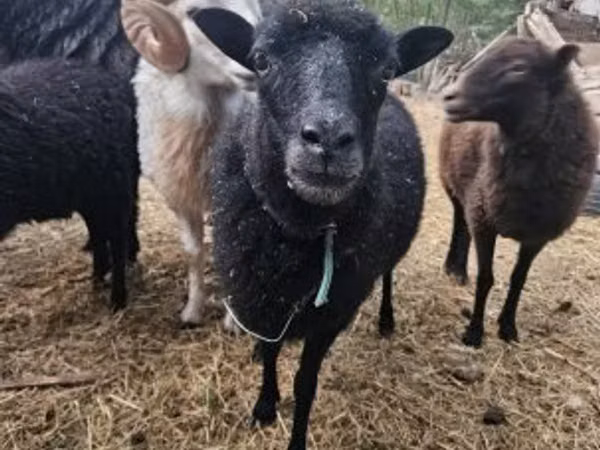 भेड़, Ouessant sheep