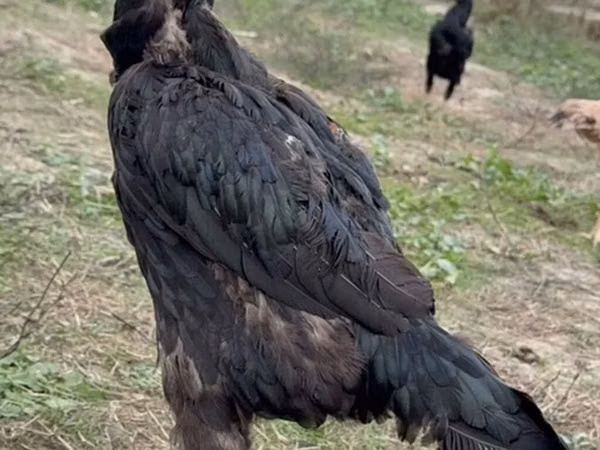 دومينانت