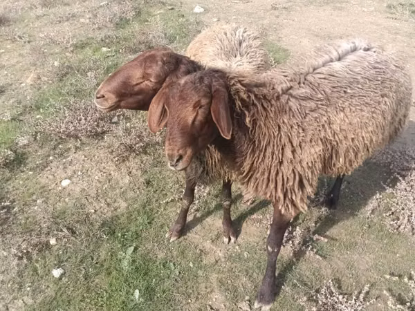 मेढ़ा, भेड़