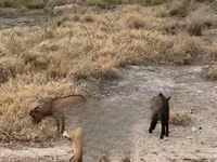Cabras (lote, sexo no especificado), Cabras — foto 2