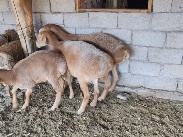 Sheep, Sheep
