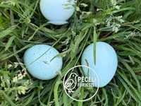 Quails — 照片 1