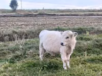 सांड, गैलोवे गाय — फ़ोटो 1
