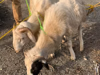Ovejas (lote, sexo no especificado), Ovejas — foto 6
