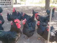 Australorp — photo 2