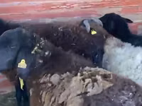Ram, Sheep — photo 1