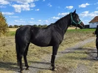 母马, Horses — 照片 2