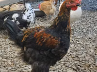 Brahma — Foto 1