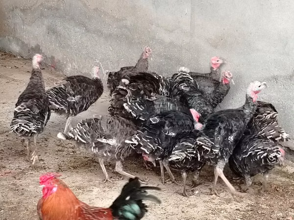 برونز