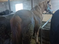 Caballo, Caballos — foto 2