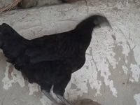 Ayam Cemani — photo 1