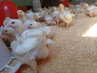 Chickens — Foto 1