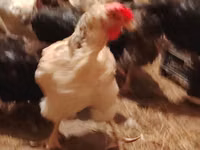 Chickens — 照片 4