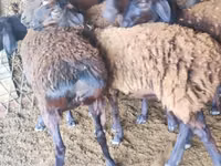 Sheep, Sheep — photo 3