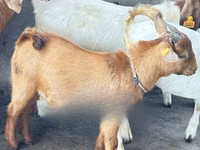 Goats (batch, sex not specified), Boer goat — photo 2
