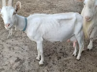 बकरी, Saanen goat — फ़ोटो 5