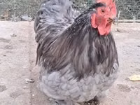 Pekin-Zwerg — Foto 2