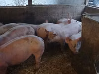Eber, Schweine — Foto 4