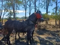 母马, Horses — 照片 3