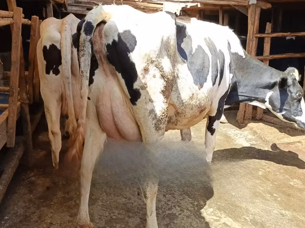 Vaca, Raza Holstein