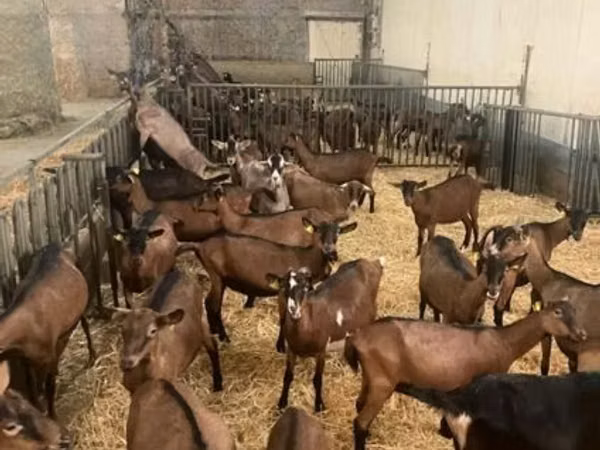 Ziege, Alpine goat
