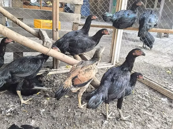 Chickens