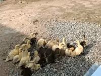 Domestic Muscovy — photo 1