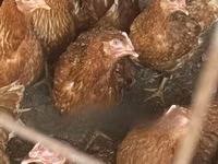 Chickens — फ़ोटो 1