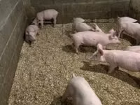 Schweine (Partie, Geschlecht nicht angegeben) — Foto 3