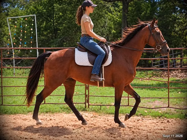 母马, Standardbred