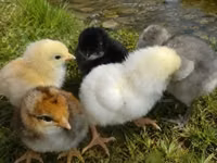 Chickens — photo 3