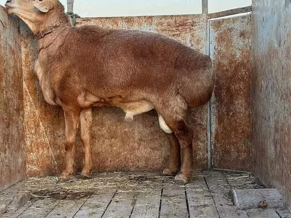 كبش, الأغنام