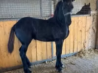 公马, Friesian — 照片 2