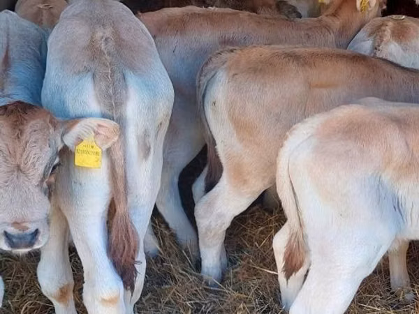 सांड, Simmental cattle
