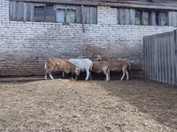 Widder, Katum sheep — Foto 3