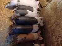 Cerdos (lote, sexo no especificado), Cerdos — foto 1