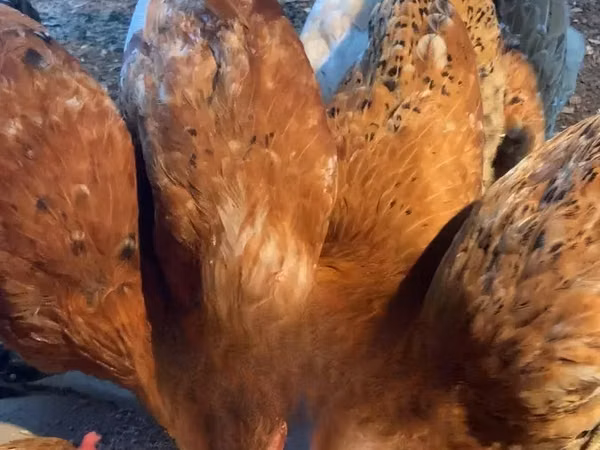 Shamo chickens