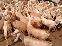 ماعز (دفعة، الجنس غير محدد), Somali goats — الصورة 3
