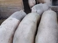 Schweine (Partie, Geschlecht nicht angegeben) — Foto 1