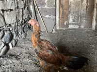 Chickens — photo 7
