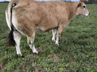 Bulle, Partenaise cattle — Foto 6