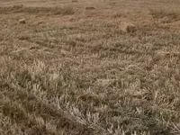 Saman balyaları – xırda (düzbucaqlı) balya - Məzmun: biçindən sonra — 照片 1
