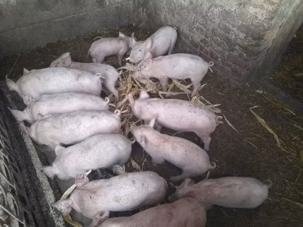 Schweine (Partie, Geschlecht nicht angegeben), Schweine
