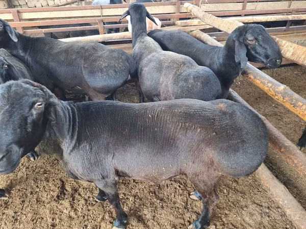 मेढ़ा, भेड़