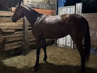 Mare, French Trotter — photo 2