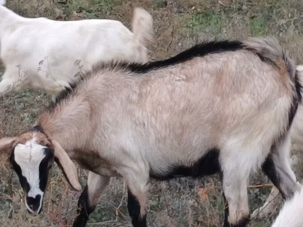 母山羊, Goats