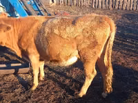 公牛, Kazakh White-headed cow — 照片 6